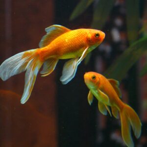 Carassius auratus ( goudvis )