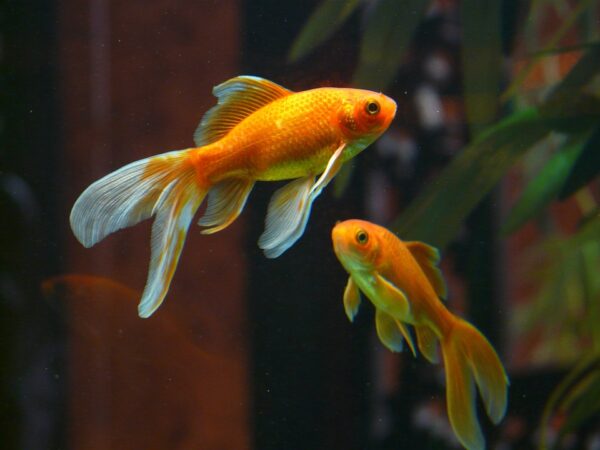 Carassius auratus ( goudvis )