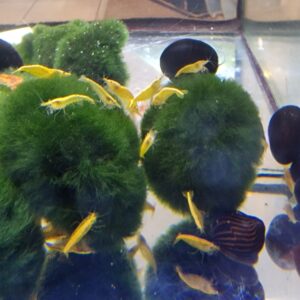 Neocaridina davidi yellow