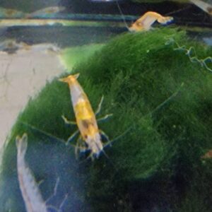 Neocaridina rilli orange