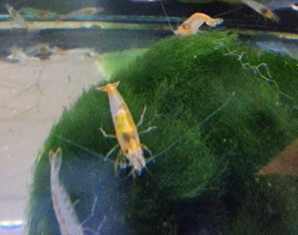 Neocaridina rilli orange