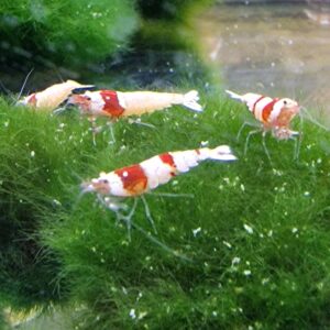 Caridina cf. cantonensis