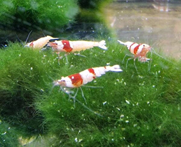 Caridina cf. cantonensis