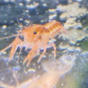 Cambarelles patscuarensis orange CPO dwergkreeft