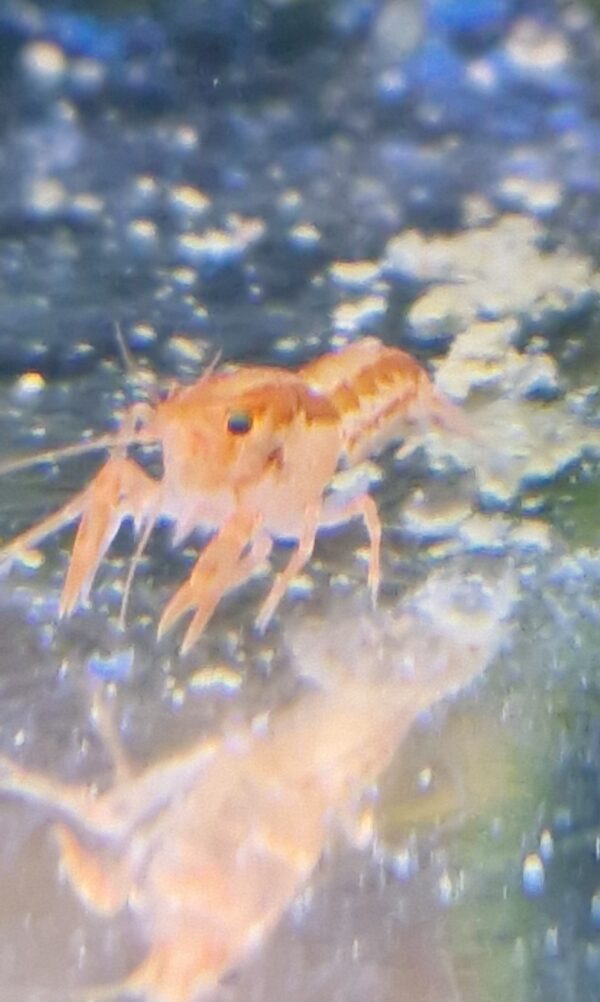 Cambarelles patscuarensis orange CPO dwergkreeft