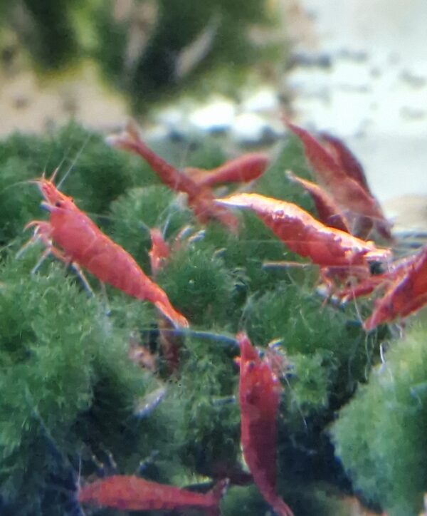 Neocaridina davidi red