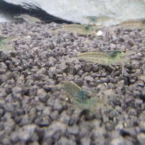 Caridina multidentata