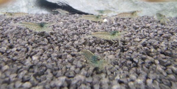 Caridina multidentata