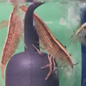Atyopsis mollucensis