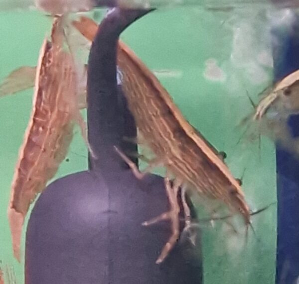 Atyopsis mollucensis