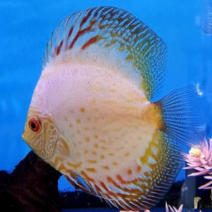 Symphysodon aequifasciata ( discusvis )