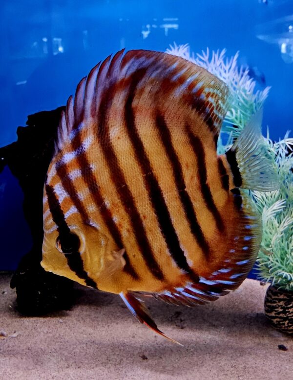 Symphysodon aequifasciata ( discusvis ) - Image 10
