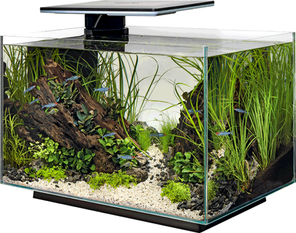 Superfish aquaria