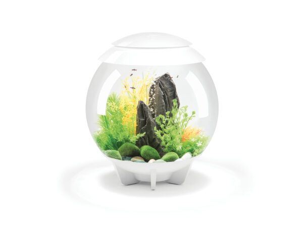 Biorb aquaria - Image 3