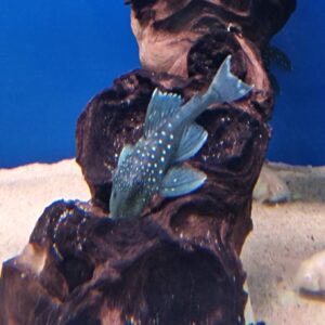L128 Hemiancistrus sp. ( blue phantom )