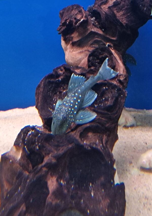 L128 Hemiancistrus sp. ( blue phantom )