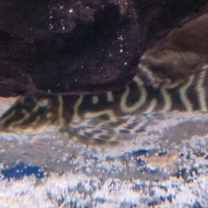 L129 Hypancistrus sp.