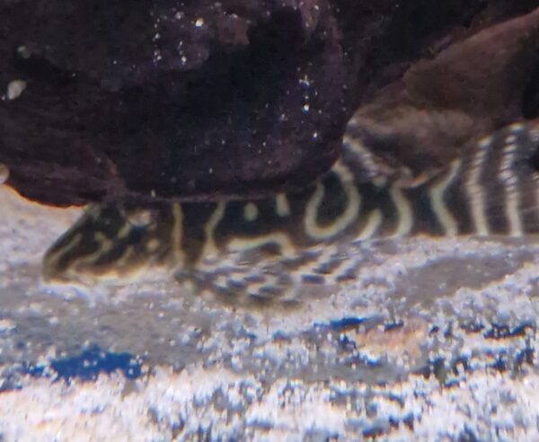 L129 Hypancistrus sp.