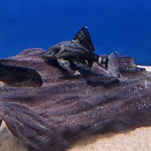 L191 Panaque nigrolineatus