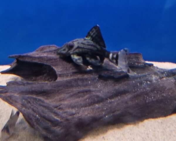 L191 Panaque nigrolineatus