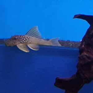 L200 Hemiancistrus subviridis ( green phantom pleco )