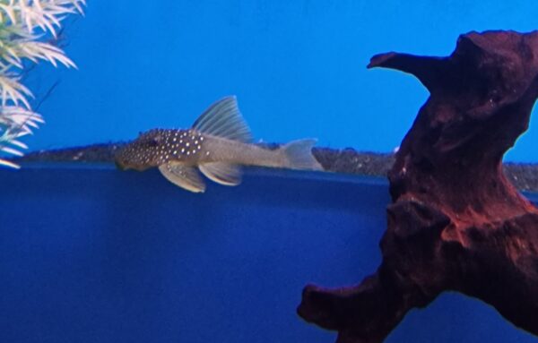 L200 Hemiancistrus subviridis ( green phantom pleco )