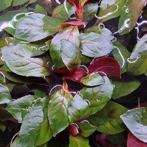 Ludwigia repens rubin red