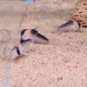 Corydoras adolfoi