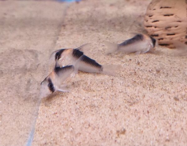Corydoras adolfoi