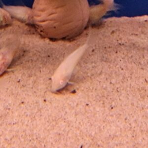 Corydoras albino