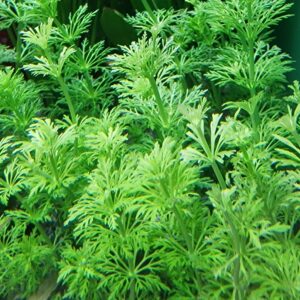 Limnophila sessiflora ( ambulia )