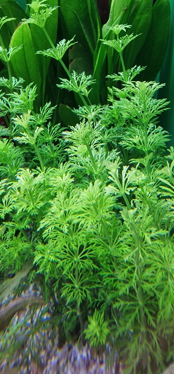 Limnophila sessiflora ( ambulia )