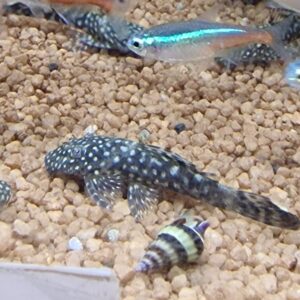 Ancistrus dolichopterus