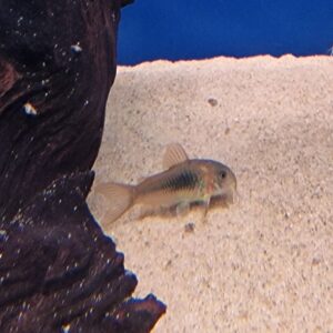 Corydoras aeneus