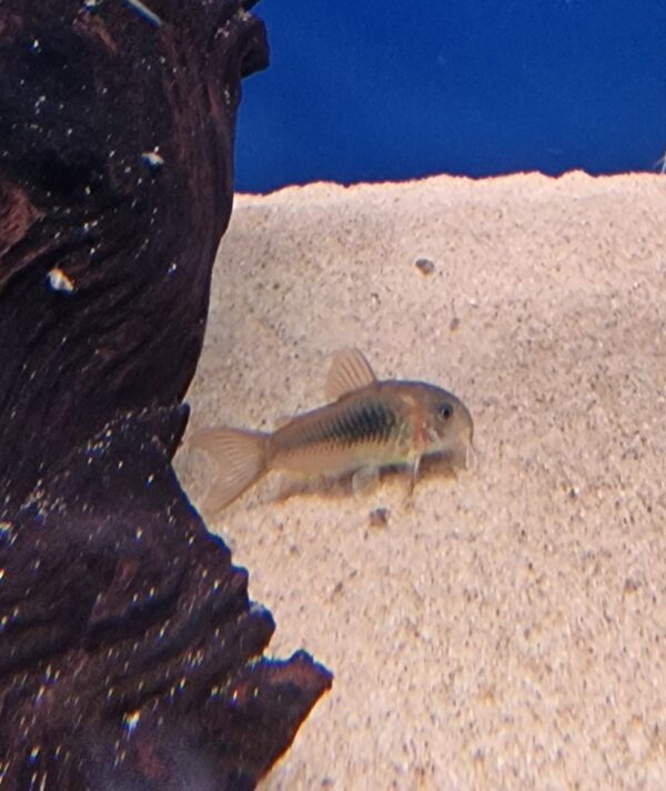 Corydoras aeneus