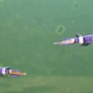 Epiplatys annulatus