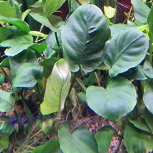 Anubias barteri