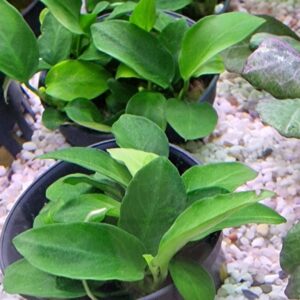 Anubias nana bonsai