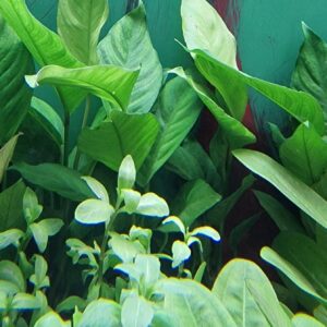 Anubias heterophylla
