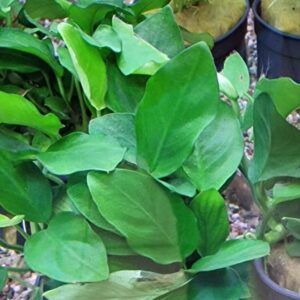 Anubias nana