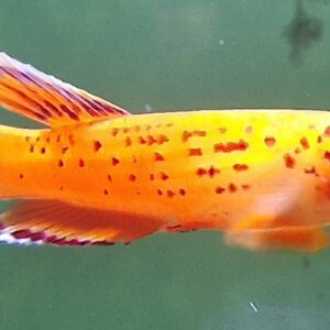 Aphyosemion australes gold ( Kaap lopez )