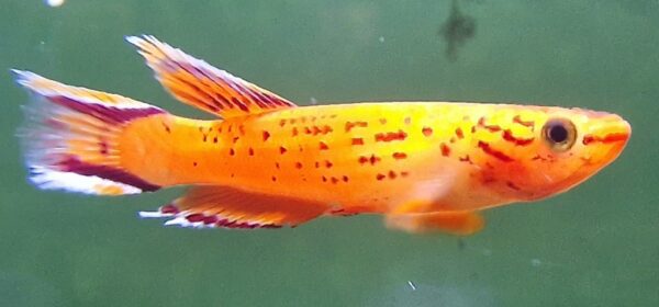 Aphyosemion australes gold ( Kaap lopez )