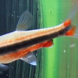 Nannostomus beckfordi