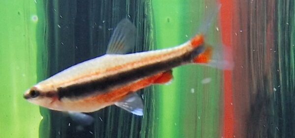 Nannostomus beckfordi