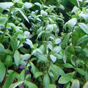 Hygrophila polysperma ( Belgisch groen )