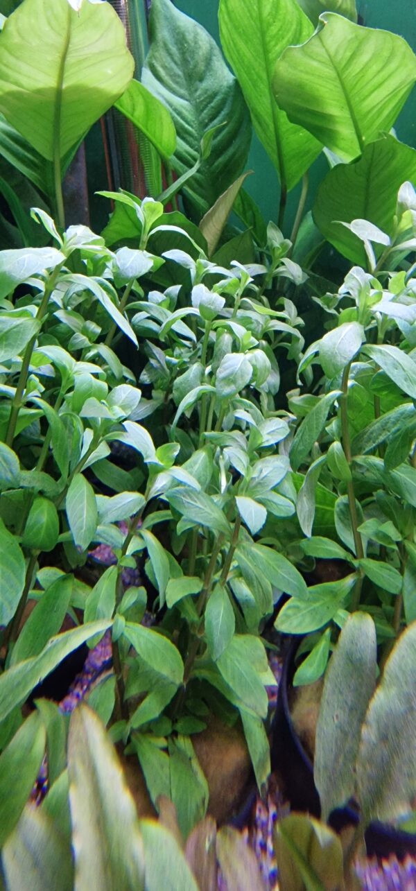 Hygrophila polysperma ( Belgisch groen )