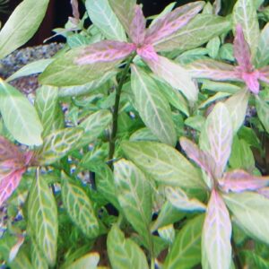 Hygrophila polysperma rosanervig