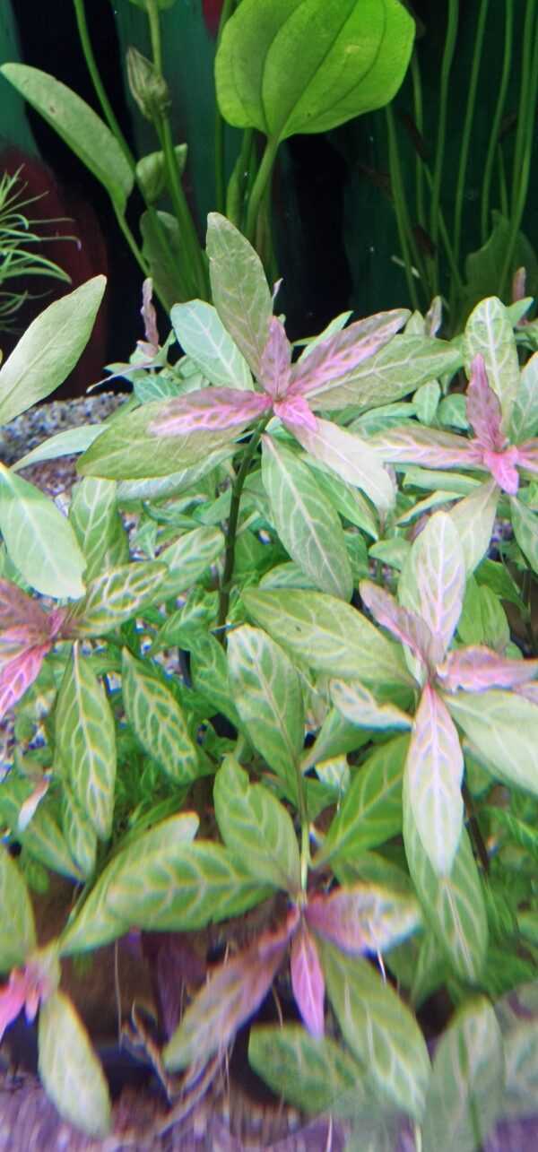 Hygrophila polysperma rosanervig