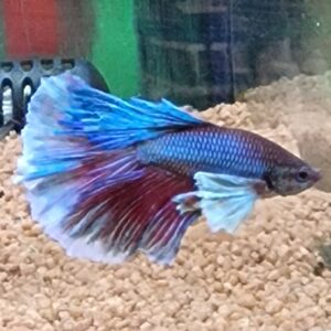Betta splendens ( Kempvis )