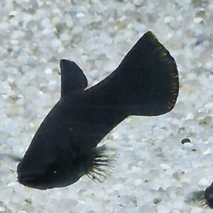 Poecilia sphenops ( Molly )